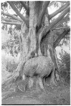 Tree3